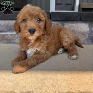 Becks, Mini Goldendoodle Puppy